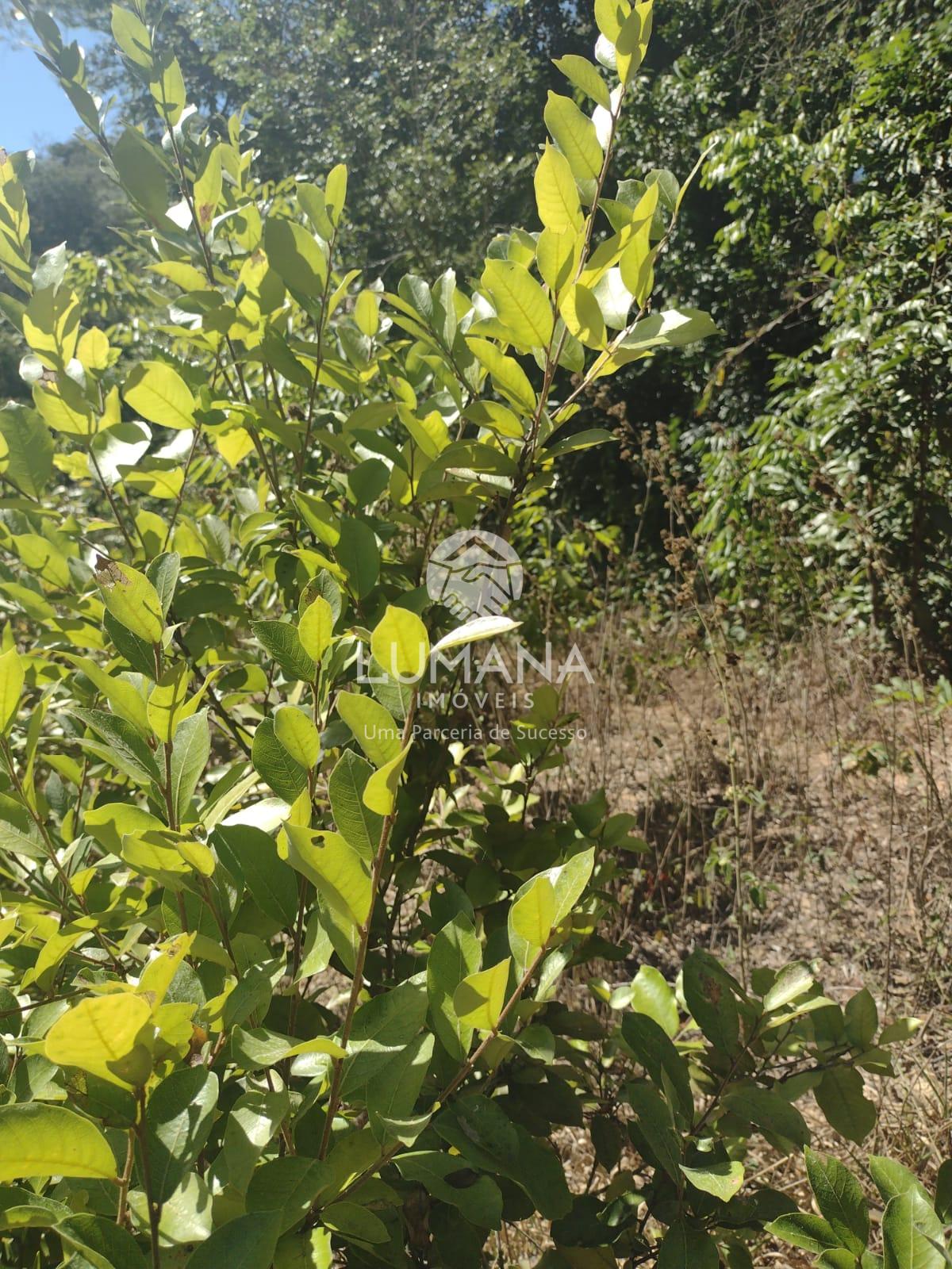 Sítio — foto 6 — Campo Alegre, Jaboticatubas, MG