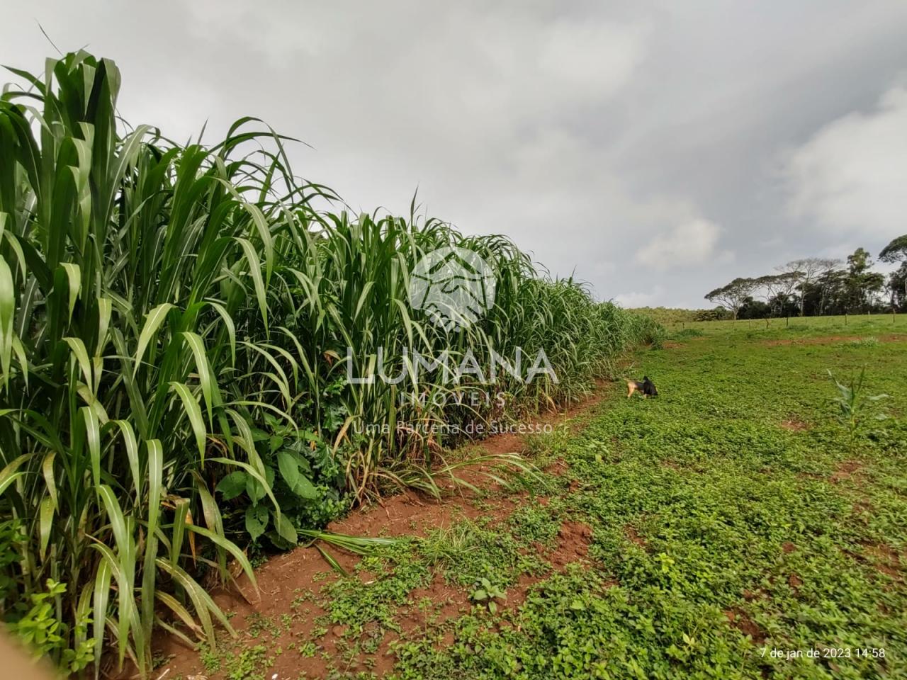 Fazenda Itaguara — foto 41 — Recanto Da  Onça, Itaguara, MG