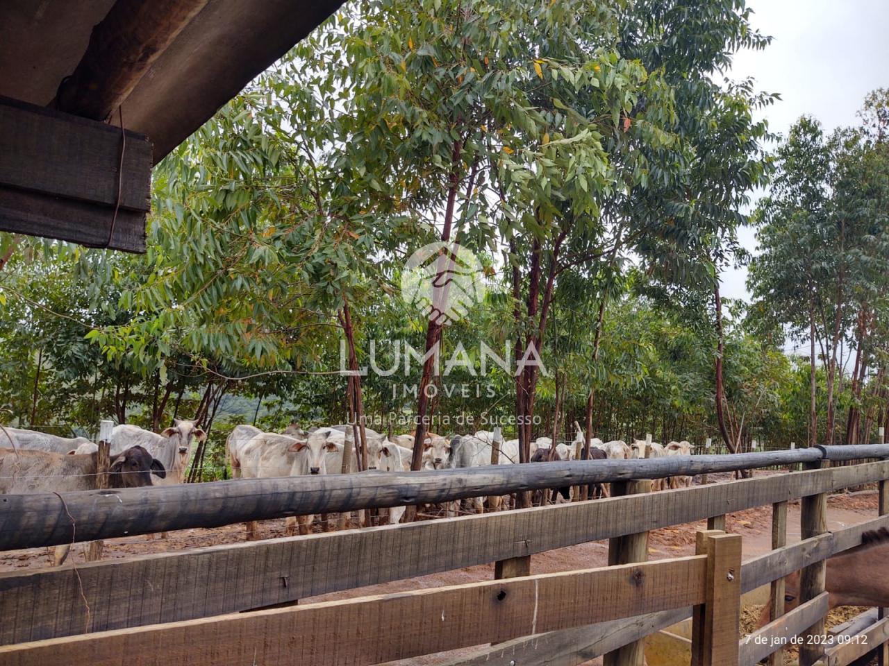 Fazenda Itaguara — foto 42 — Recanto Da  Onça, Itaguara, MG