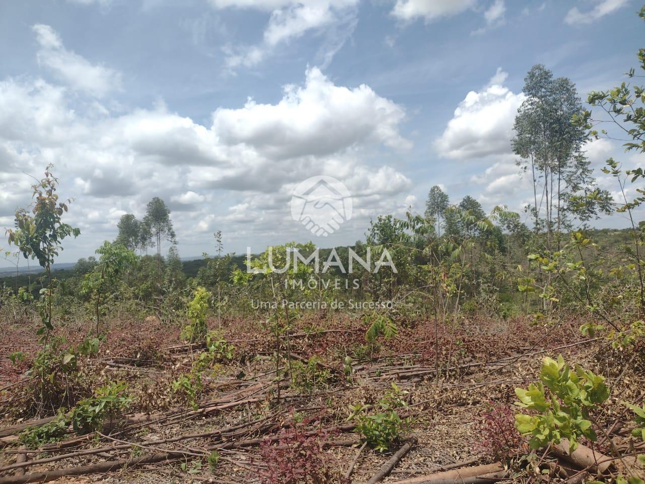 Fazenda Produção Eucalíptos