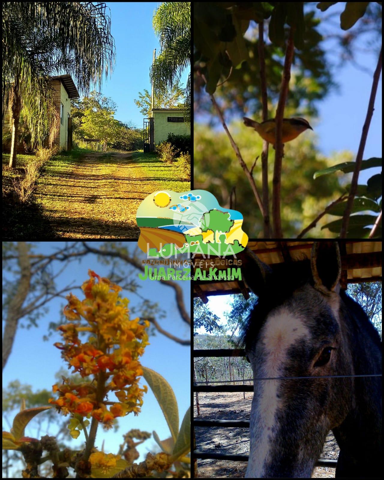 Fazendinha — foto 5 — Capão Grosso, Jaboticatubas, MG