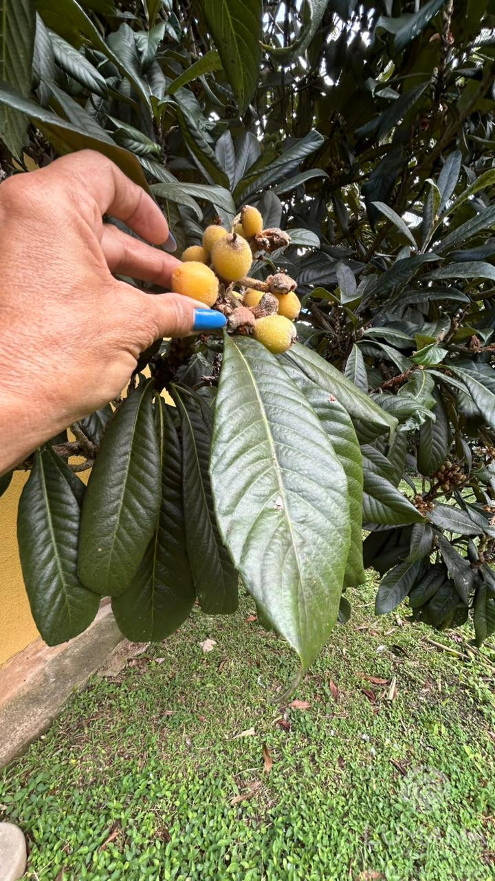 Fazenda "TEMPO ANTIGO" Porteira Fechada e com muita água